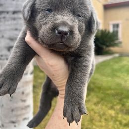 Labrador Retriever Puppies from Silver Labrador of Southern California