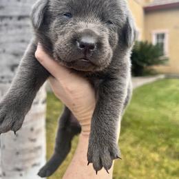 Labrador Retriever Puppies from Silver Labrador of Southern California