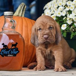 Hank - Red male Bloodhound puppy in New Edinburg, Arkansas from Blue Collar Kennelz