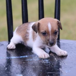 Conner - Brown and white male Jack Russell Terrier puppy in West Bend, Iowa from Blue Skies Terriers