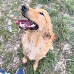 Lulu - Red  female Goldendoodle puppy in Tolono, Illinois from The Golden Rule Doodles