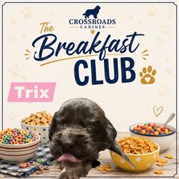 Trixie - Brown female Newfoundland puppy in Saukville, Wisconsin from Crossroads Canines ~ Newfoundland Dogs