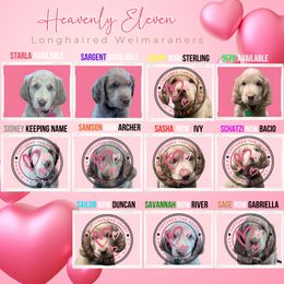 Long Haired Weimaraner Puppies from Heavenly Longhaired Weimaraner’s