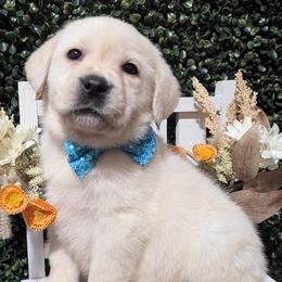 Green Yellow Boy - Yellow male Labrador Retriever puppy in Angola, Indiana from Reniers Labrador Retrievers