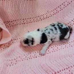 Dawn - Slate merle female Border Collie puppy in Morgan, Texas from Shooting Star Ranch