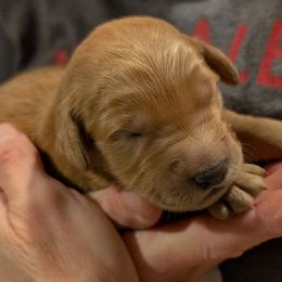 Boy 1 - Apricot male Goldendoodle puppy in Silverton, Oregon from Rambler Goldens