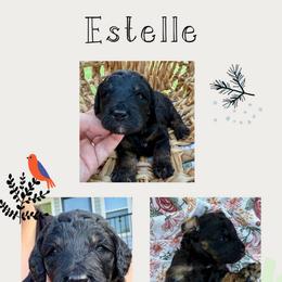 Estelle - Phantom female Bernedoodle puppy in Chattanooga, Tennessee from Scenic City Doodles