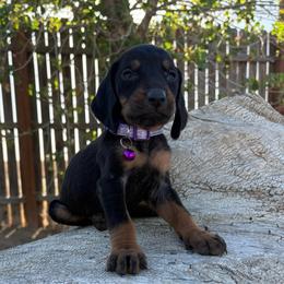 Father's Day Ready Purple Girl. - Black and tan female Black and Tan Coonhound puppy in Pueblo, Colorado from BT Coonhound