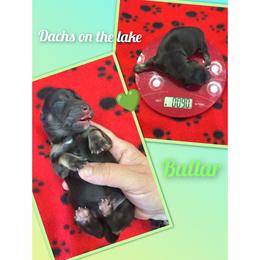 Mr. Ballar - Black and cream male Dachshund puppy in Grove, Oklahoma from Dachs on the lake