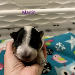 Australian Cattle Dog Puppies from Sage Creek Australian Cattle Dogs