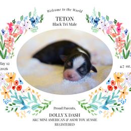Teton -BTM2 - Black tri male Toy Australian Shepherd puppy in Nacogdoches, Texas from TK Standard, Mini, & Toy Aussies