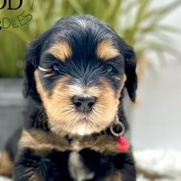 Girl 4 - Phantom Bernedoodle puppy in Draper, Utah from Draper Doodles