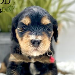 Girl 4 - Phantom Bernedoodle puppy in Draper, Utah from Draper Doodles