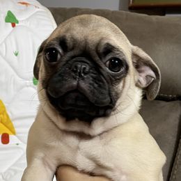 Pug Puppies from PugsncuddlesTN