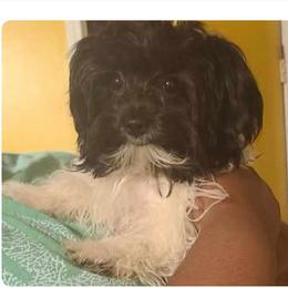 Daisy - Morkie