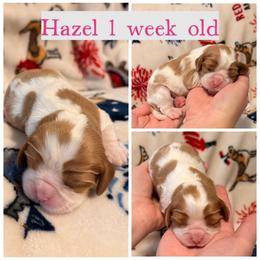 Hazel - Blenheim female Cavalier King Charles Spaniel puppy in Atwater, California from Countryside Royalty Cavaliers