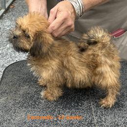 Coronado - Orange Male - Golden male Lhasa Apso puppy in Greensboro, North Carolina from Koenigplatz Kennel