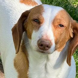 Lemon 🍋 - Dachshund