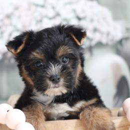 LINDSEY - Blue and gold female Yorkshire Terrier puppy in Hughesville, Missouri from Puppykiss4u