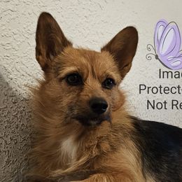 Companion Crosses and Pembroke Welsh Corgis from Cutest Corgi's of Austin