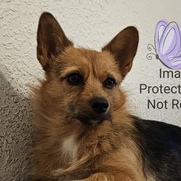 Companion Crosses and Pembroke Welsh Corgis from Cutest Corgi's of Austin