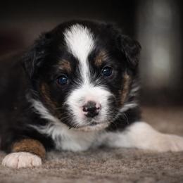 Lilac - Black tri female Miniature Australian Shepherd puppy in Lowgap, North Carolina from Baileys Mini Aussies