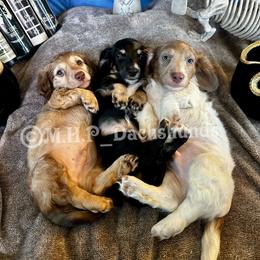 Dachshund Puppies from M.H.P Dachshunds