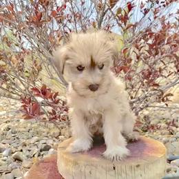 Miniature Schnauzer Puppies from Schnauzers on Robinson Lane