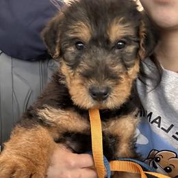 Airedale Terrier and Shiba Inu Puppies from Yoder’s Airedale Terriers