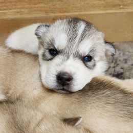 Avalon - Gray and white female Siberian Husky puppy in Madison, Georgia from Thornbury Kennel