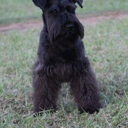 Brock's Miniature Schnauzer - Black female Miniature Schnauzer puppy in Greensburg, Louisiana from Brock’s  Miniature Schnauzers