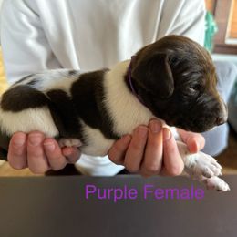 German Shorthaired Pointer Puppies from Bernardonis