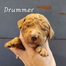 Drummer - Red male Bernedoodle puppy in Pollock Pines, California from Ten Acre Wood Doodles