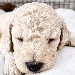 Purple Collar Female - White female Poodle puppy in Screven, Georgia from Dreamland Standard Poodles