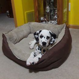 Dalmatian Puppies from Paisley