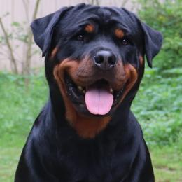 Kimber - Rottweiler