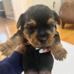 Boy 3 - Yorkshire Terrier puppy in Virginia Beach, Virginia from Andre's Yorkshire Terriers