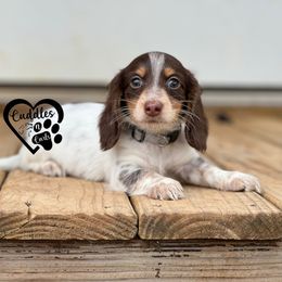 Ollie - Chocolate and tan male Dachshund puppy in Nashville, Arkansas from Cuddles n Curls