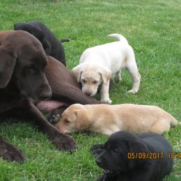 German Shepherd and Labrador Retriever Puppies from RJS Kennels