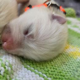 Orange collar puppy - White male Samoyed puppy in Broomfield, Colorado from Klondike Snow Samoyeds