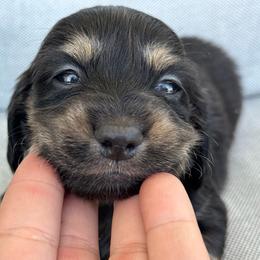 Girl 3 - Black and cream female Dachshund puppy in Allenhurst, Georgia from B’s Dapper Dachshunds