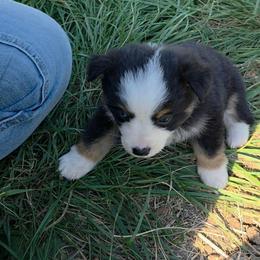 Maddie - Black tri female Toy Australian Shepherd puppy in Leonard, Texas from Tin Roof Aussies