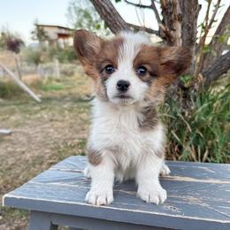Bacon - White and red male Pembroke Welsh Corgi puppy in Mc Cammon, Idaho from Sunny J Corgis and Mini Americans