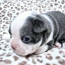 Boy 1 - Black and white Boston Terrier puppy in Anson, Texas from Adrienne Campbell's Boston Terriers
