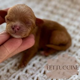 Fettuccine - Red female Cavapoo puppy in Pagosa Springs, Colorado from Selah Mountain Dogs