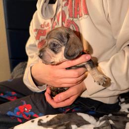 Male 4 (white collar) - Wild boar male Dachshund puppy in Modesto, California from Once Upon a Mini Dachshund
