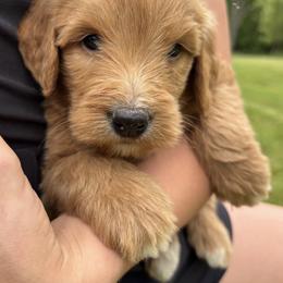 Goldendoodle Puppies from Doodifuldoods