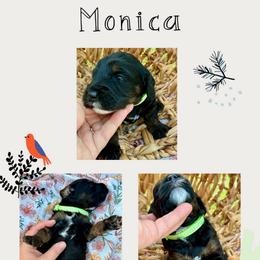 Monica - Tri-color female Bernedoodle puppy in Chattanooga, Tennessee from Scenic City Doodles
