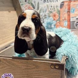 River - Black white and brown male Basset Hound puppy in Hodges, South Carolina from Blooming Bassets