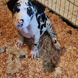 Harlequin Female 2 - Harlequin female Great Dane puppy in Gig Harbor, Washington from Lakaya Danes